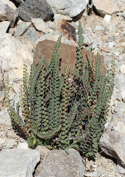  Astrolepis cochisensis (Goodding) D.M.Benham & Windham